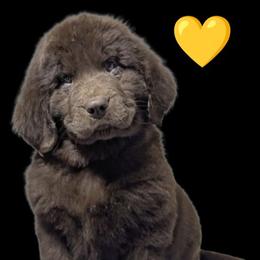 Male 1 - Brown male Newfoundland puppy in Burfordville, Missouri from Umfleet Farms