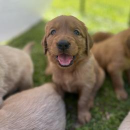 Golden Retriever Puppies from Shupe’s Sweet Southern Goldens