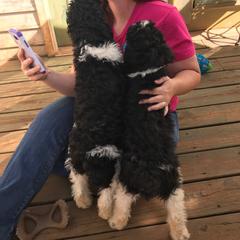 English Springer Spaniel and Springerdoodle Puppies from AVE Springer Spaniels