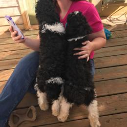 English Springer Spaniel and Springerdoodle Puppies from AVE Springer Spaniels