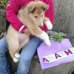 Collie Puppies from Lovely Heart Collies