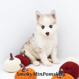 Lucy - Merle female Pomsky puppy in Christiana, Tennessee from Smoky Mountain Pomskies