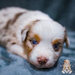 Bayou - Red merle female Australian Shepherd puppy in Hearne, Texas from Wigglebutts Unlimited