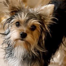 Yorkshire Terriers from Yorkies By Cheri
