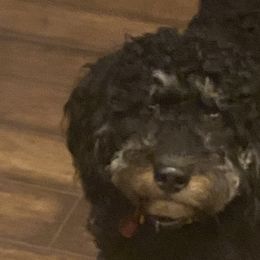 Bernedoodles, Goldendoodles, and Poodles from Gloria's Goldendoodles