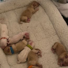 Cavapoo Puppies from R and H Doodles
