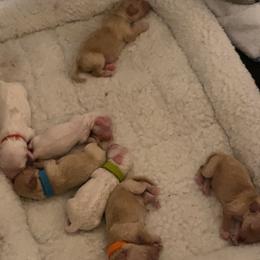 Cavapoo Puppies from R and H Doodles