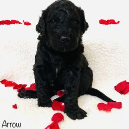 Goldendoodle Puppies from Cruella’s Doodles