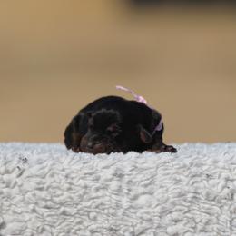 Beholder - Black and rust female Doberman Pinscher puppy in Commerce, Texas from Elitehaus