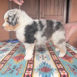 Girl 3 - Blue merle female Miniature Australian Shepherd puppy in Pueblo West, Colorado from Kamar’s Mini American Shepherds
