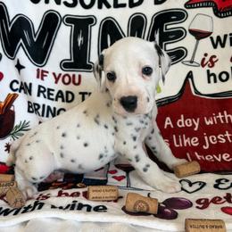 Zin - White and black male Dalmatian puppy in Claremore, Oklahoma from Lotsofdots Dalmatians LLC