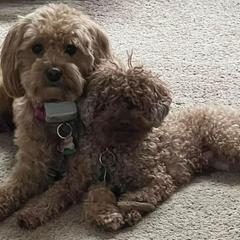 Goldendoodles from Henderson Farm and Home