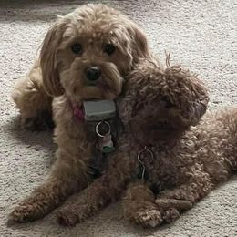 Goldendoodles from Henderson Farm and Home