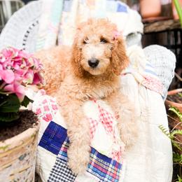 Julia - Cream female Goldendoodle puppy in San Antonio, Texas from Pasatiempo Ranch