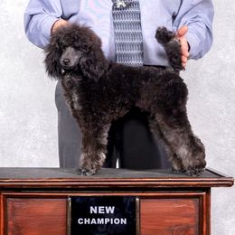 Luke - Poodle