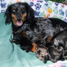 Dachshund puppies from Bline’s Awesome Aussies, Aussiedoodles & Doxies at the Bline Family Farm