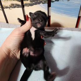 Knight - Black and white male Shichon puppy in Imperial, Missouri from Shichon Teddybear  puppies of Miss