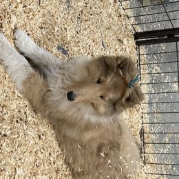 Collie Puppies from Larkspur Collies