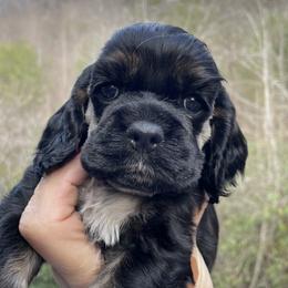 Boy 2 - Black and tan male Cocker Spaniel puppy in Sautee Nacoochee, Georgia from Candy's Cockers