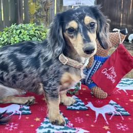 Pippi - Dachshund