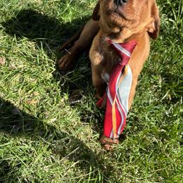 Prince - Chocolate male Labradoodle puppy in Beltsville, Maryland from Georges labradoodles