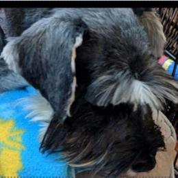 Phoebe - Miniature Schnauzer