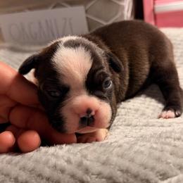 Purple - Black and white female Boston Terrier puppy in Hialeah, Florida from K&N Boston Paws