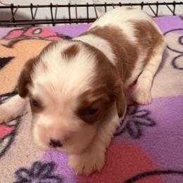 Bianca - Blenheim female Cavalier King Charles Spaniel puppy in Jacksonville, Florida from Lori Van Doorn's Cavalier King Charles Spaniel