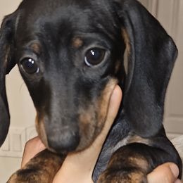 Girl 6 - Dachshund puppy from HPM