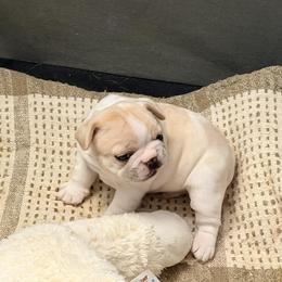 Theodore - Cream male French Bulldog puppy in New Hampton, New Hampshire from Kismet French Bulldogs