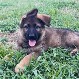 Windy - Sable male German Shepherd puppy in Sand Springs, Oklahoma from Austerlitz German Shepherds
