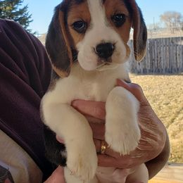 Beagle Puppies from Wilderness Beagles