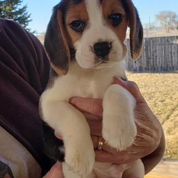 Beagle Puppies from Wilderness Beagles