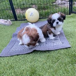 Pete - Tricolor male Shih Tzu puppy in Wyoming, Michigan from Shih Tzu Shenanigans