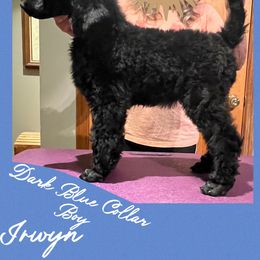 Boy 1 - Black Poodle puppy in Michigan from Croton Pines Standard Poodles LLC