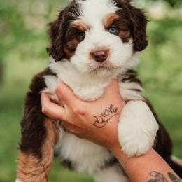 Bernedoodle Puppies from Redrockbernedoodles