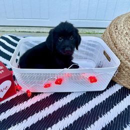 "Baloo" Goldendoodle Puppies from Sweetgrass Goldendoodles of Moncks Corner