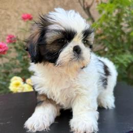 Snickers - Tricolor male Shih Tzu puppy in Fresno, California from Jas’ ClassnSass