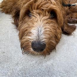 Goldendoodle Puppies from Aloha Sunset Doodles, LLC