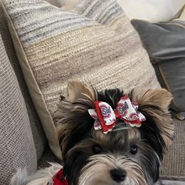 Biewer Terrier and Yorkshire Terrier Puppies from York Town California