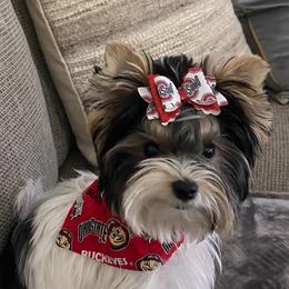Biewer Terrier and Yorkshire Terrier Puppies from York Town California