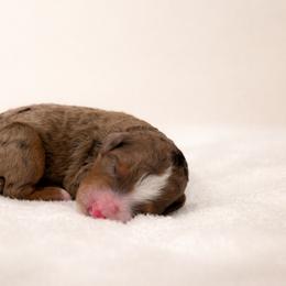 Chai - Chocolate merle female Bernedoodle puppy in Temecula, California from Country Hills Doodles