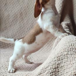 Sally - Piebald female Dachshund puppy in Goodman, Missouri from Jessica's Dashing Dachsunds and Chihuahuas