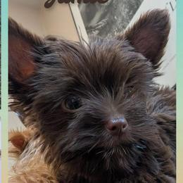 Little Bit - Yorkshire Terrier
