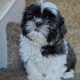 Buddy - Blue and white male Shih Tzu puppy in Cordova, Tennessee from TrueLine kennels