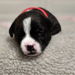 Red boy - Brindle Staffordshire Bull Terrier puppy in Georgetown, Texas from Bruhaus Kennels