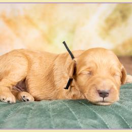 Bob - Red  male Goldendoodle puppy in Connersville, Indiana from Deaz Doodle Ranch