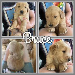Bernese Mountain Dog and Golden Retriever Puppies from Happy Tails Family Farm