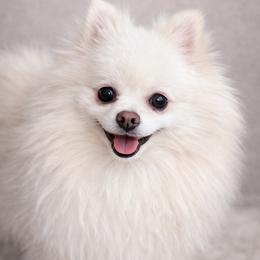 Winnie - Pomeranian