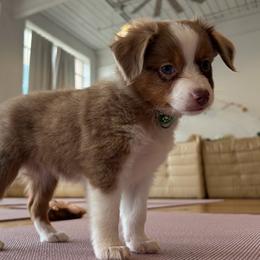 Casey - Red merle female Miniature American Shepherd puppy in Terryville, Connecticut from Spirited Aussies